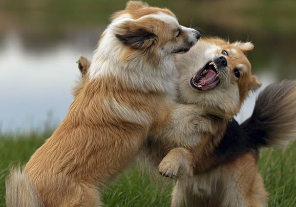 德國(guó)牧羊犬都有哪些品種