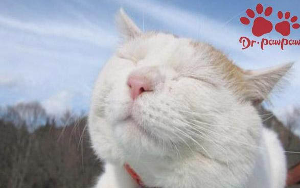 為什么貓咪的便便有血色呢