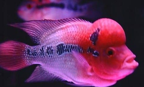 觀賞魚魚虱病的癥狀表現(xiàn)