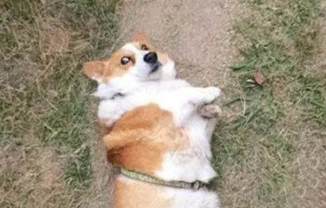狗狗一直舔舌頭