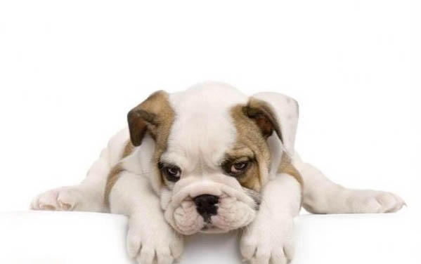 棉花面紗犬哪里有賣