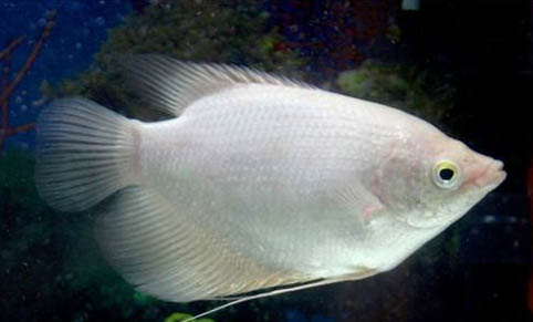如何降低魚缸水硬度