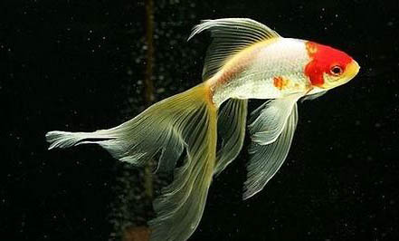 金魚能和熱帶魚一起養嗎