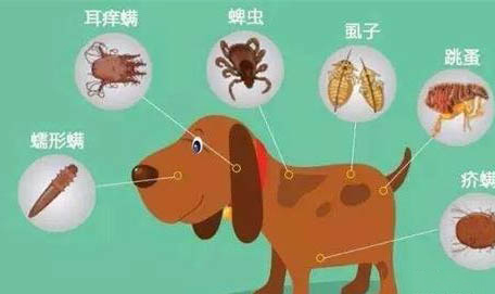 狗狗不能吃的20種水果是哪些