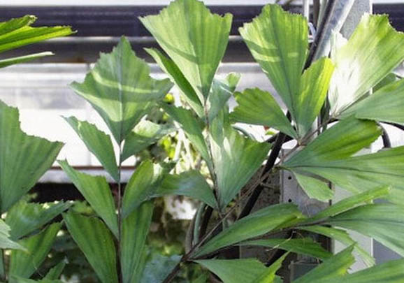 雙色草莓魚的品種簡介