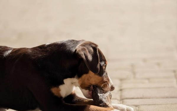 犬瘟后多久能養狗呢