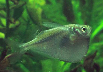 小金魚都可以喂什么食物