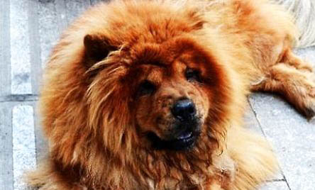 松獅犬為什么不適合家養