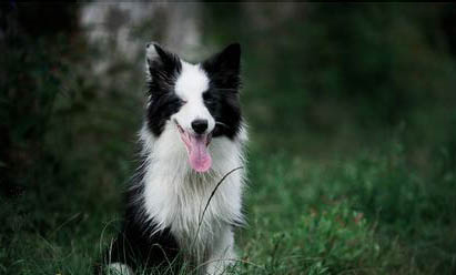 邊境牧羊犬的性格如何?