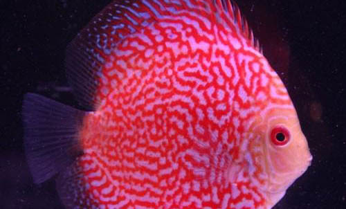 魚長寄生蟲要如何治療?