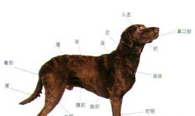 得犬瘟的狗多久能查出
