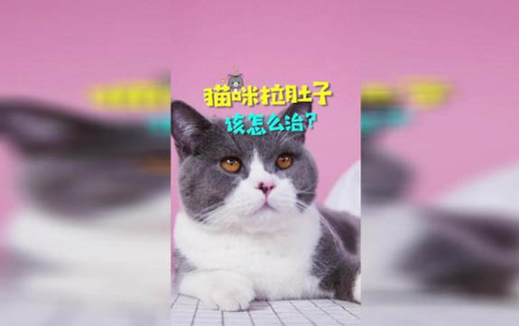 小貓眼淚汪汪的怎么回事