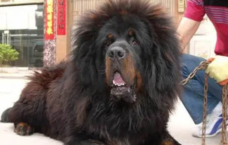 藏獒怎么養才不咬人