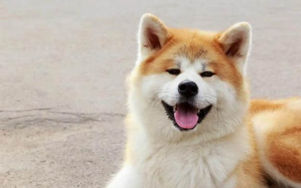 純種秋田犬柴犬和純種秋田犬有什么區別