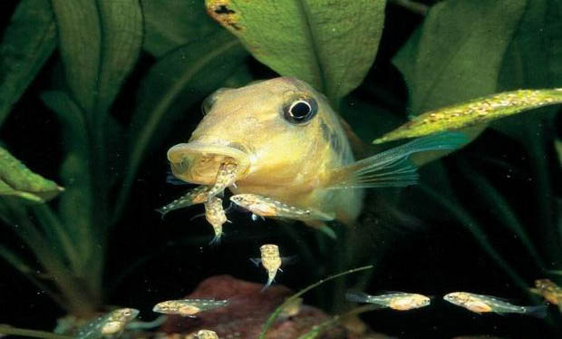 觀賞魚結核病的治療方法