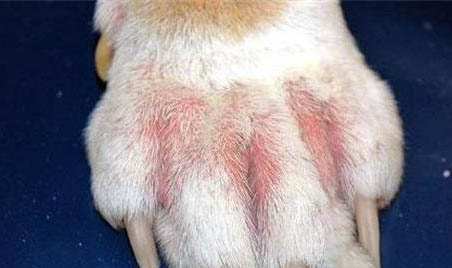 狗狗結膜炎什么癥狀