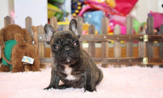 法國斗牛犬和英國斗牛犬哪個好