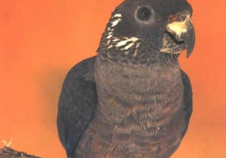 玄鳳鸚鵡多大斷奶
