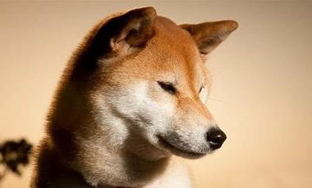 秋田犬的性格是什么樣的