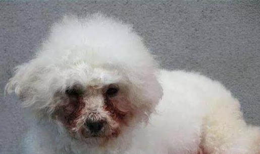 狗慢性腸炎吃什么藥好