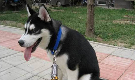 哈士奇犬安全過冬方法是什么?