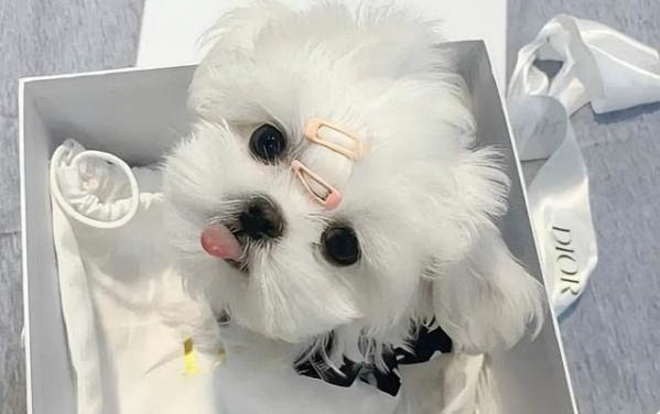 狗狗洗澡感冒了怎么辦?