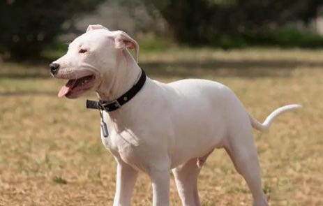 阿根廷杜高犬訓練有技巧嗎
