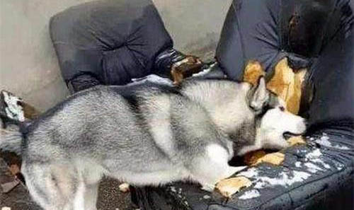 狗狗眼屎是白色粘稠的拉絲是怎么回事