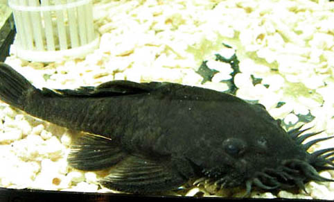 銀鉆燈魚好養嗎