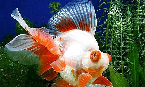 大眼金魚好不好養