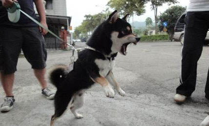 棉花面紗犬哪里有賣