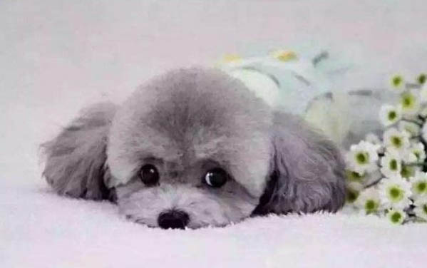 貴賓犬不吃飯可以活多久