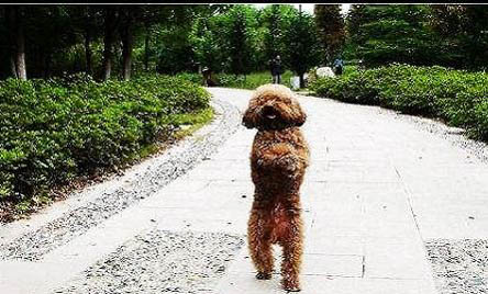 一般貴賓犬要多少錢一只