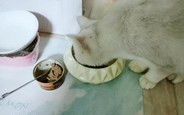 貓咪剃毛到底要不要再穿衣服?