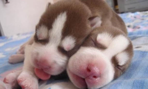 國內坎高犬幼犬價格