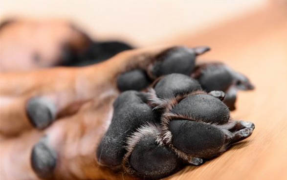 狗狗懷孕了能不能吃雞骨頭