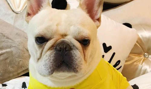 法國斗牛犬不吃狗糧的原因及處理方法