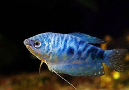 藍星魚繁殖方法?