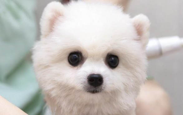 狗狗子宮蓄膿晚期有哪些癥狀