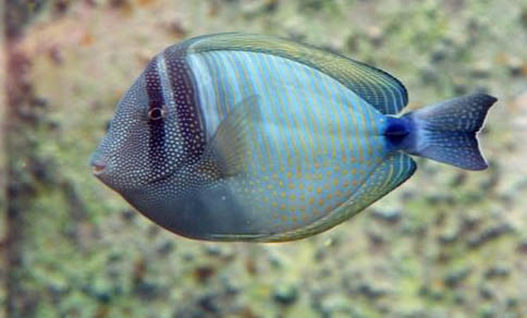 斗魚和金魚能混養嗎?