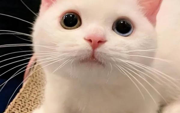 小貓沒驅蟲可以睡床上嗎？