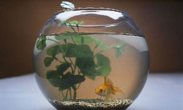 金魚幾年開始繁殖