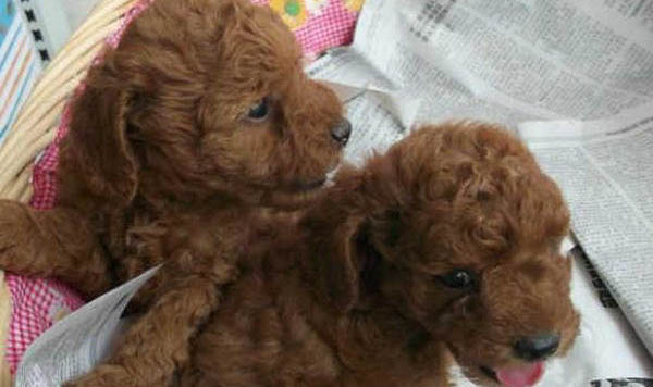 茶杯泰迪犬壽命一般有多久