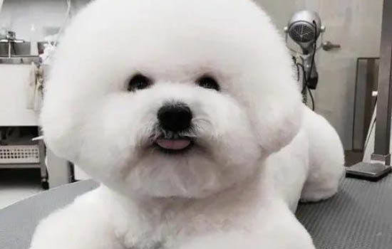 護理重病狗狗的方式