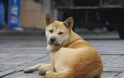 狗狗什么情況需要剖腹產