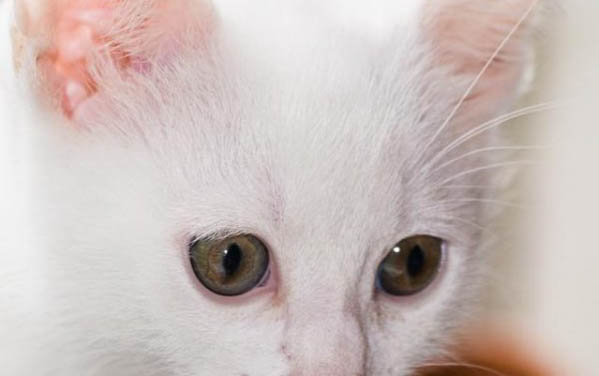 貓咪怎么辦理托運
