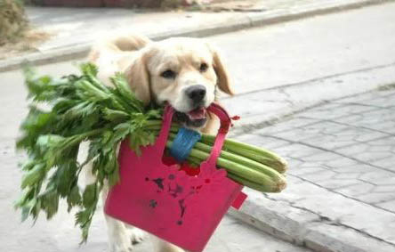 舒柏奇犬有攻擊性嗎