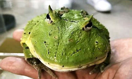 蝴蝶鯉尾巴有血絲