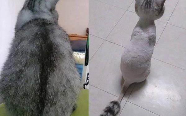 貓咪眼睛流血是怎么回事
