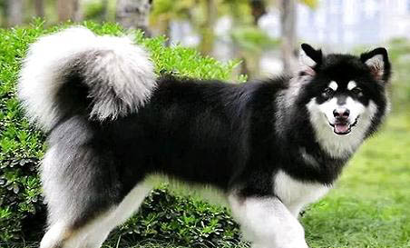 自制阿拉斯加犬狗糧怎么做